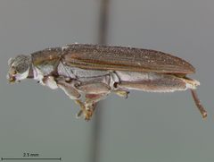Donacia edentata by the Smithsonian. Used under a CC0 license.