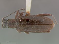 Donacia edentata by the Smithsonian. Used under a CC0 license.