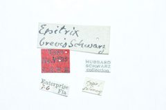 Epitrix brevis by the Smithsonian. Used under a CC0 license.