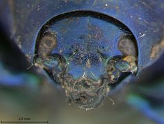 Eumolpus viriditarsis by the Smithsonian. Used under a CC0 license.