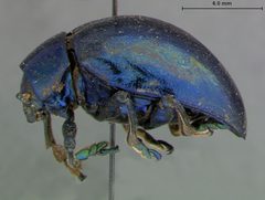 Eumolpus viriditarsis by the Smithsonian. Used under a CC0 license.