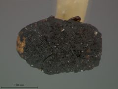Exema dispar by the Smithsonian. Used under a CC0 license.