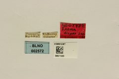 Exema dispar by the Smithsonian. Used under a CC0 license.