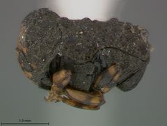 Exema elliptica by the Smithsonian. Used under a CC0 license.