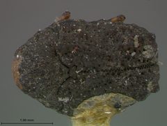 Exema elliptica by the Smithsonian. Used under a CC0 license.