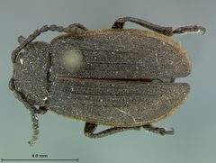 Galeruca costatissima by the Smithsonian. Used under a CC0 license.