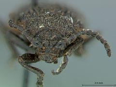 Galeruca costatissima by the Smithsonian. Used under a CC0 license.