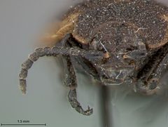 Galeruca popenoei by the Smithsonian. Used under a CC0 license.
