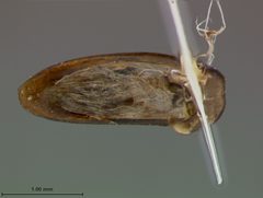 Galeruca popenoei by the Smithsonian. Used under a CC0 license.
