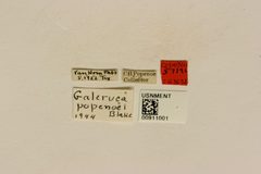 Galeruca popenoei by the Smithsonian. Used under a CC0 license.