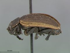 Galeruca popenoei by the Smithsonian. Used under a CC0 license.