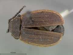 Galeruca popenoei by the Smithsonian. Used under a CC0 license.