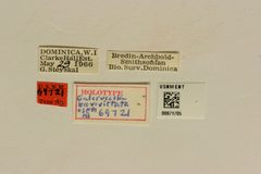Galerucella brevivittata by the Smithsonian. Used under a CC0 license.