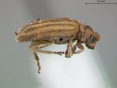 Galerucella brevivittata by the Smithsonian. Used under a CC0 license.