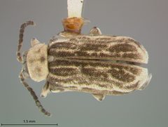 Galerucella conjuncta by the Smithsonian. Used under a CC0 license.