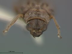 Galerucella spiloptera by the Smithsonian. Used under a CC0 license.