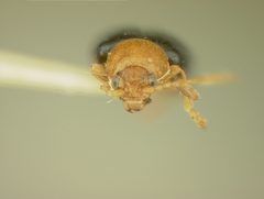 Glyptina arizonica by the Smithsonian. Used under a CC0 license.