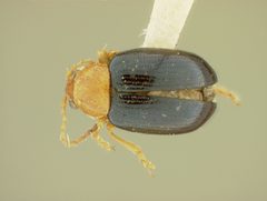 Glyptina arizonica by the Smithsonian. Used under a CC0 license.