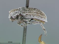 Glyptoscelis artemisiae by the Smithsonian. Used under a CC0 license.