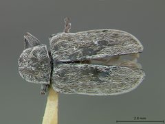 Glyptoscelis paula by the Smithsonian. Used under a CC0 license.
