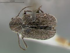 Glyptoscelis septentrionalis by the Smithsonian. Used under a CC0 license.