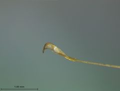 Graphops curtipennis schwarzi by the Smithsonian. Used under a CC0 license.