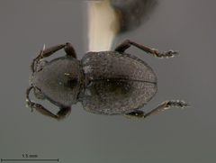 Graphops floridana by the Smithsonian. Used under a CC0 license.