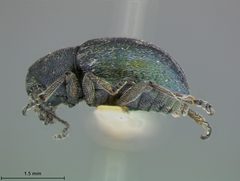 Graphops viridis by the Smithsonian. Used under a CC0 license.