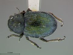 Graphops viridis by the Smithsonian. Used under a CC0 license.