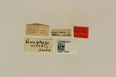 Graphops viridis by the Smithsonian. Used under a CC0 license.
