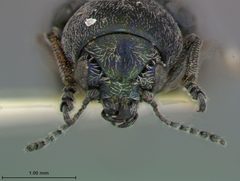 Graphops viridis by the Smithsonian. Used under a CC0 license.