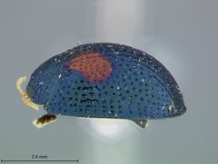 Hemisphaerota bimaculata by the Smithsonian. Used under a CC0 license.
