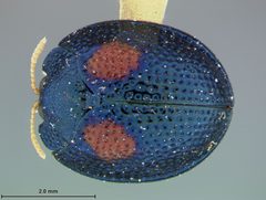 Hemisphaerota bimaculata by the Smithsonian. Used under a CC0 license.