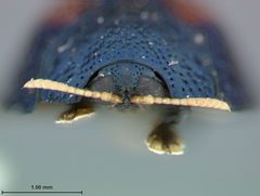 Hemisphaerota bimaculata by the Smithsonian. Used under a CC0 license.