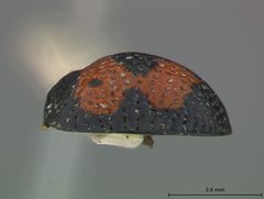 Hemisphaerota quadrimaculata by the Smithsonian. Used under a CC0 license.