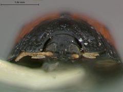 Hemisphaerota quadrimaculata by the Smithsonian. Used under a CC0 license.