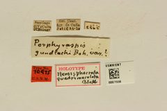 Hemisphaerota quadrimaculata by the Smithsonian. Used under a CC0 license.