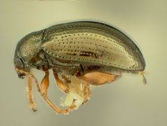 Hippuriphila equiseti by the Smithsonian. Used under a CC0 license.