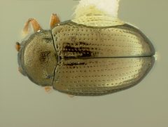 Hippuriphila equiseti by the Smithsonian. Used under a CC0 license.