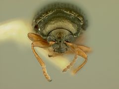 Hippuriphila equiseti by the Smithsonian. Used under a CC0 license.