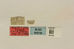 Lema trivittata by the Smithsonian. Used under a CC0 license.
