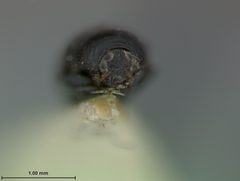 Lexiphanes nigripennis by the Smithsonian. Used under a CC0 license.