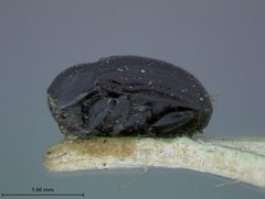 Lexiphanes nigripennis by the Smithsonian. Used under a CC0 license.