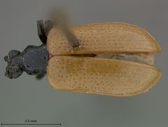 Lilioceris grahami by the Smithsonian. Used under a CC0 license.