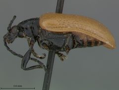 Lilioceris grahami by the Smithsonian. Used under a CC0 license.