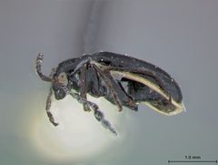 Luperosoma nigrum by the Smithsonian. Used under a CC0 license.