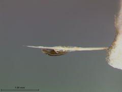 Luperosoma nigrum by the Smithsonian. Used under a CC0 license.