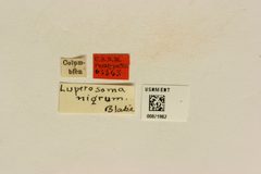 Luperosoma nigrum by the Smithsonian. Used under a CC0 license.