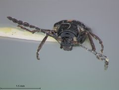 Luperosoma nigrum by the Smithsonian. Used under a CC0 license.