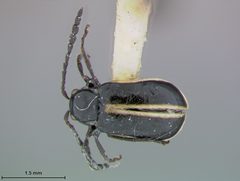 Luperosoma nigrum by the Smithsonian. Used under a CC0 license.